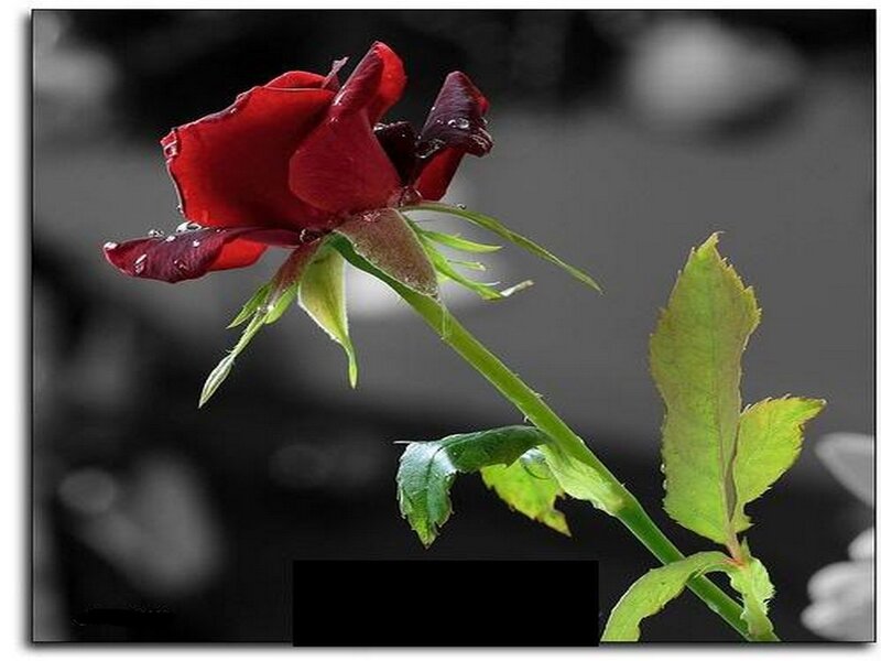 Red Rose with Dew — Dramatic, Photograph, Dew Drops, Green Leaves, Stem