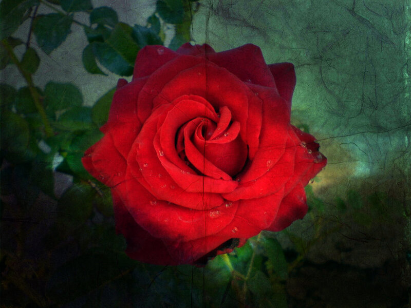 Red Rose with Dew — Dramatic, Photograph, Dew Drops, Green Leaves