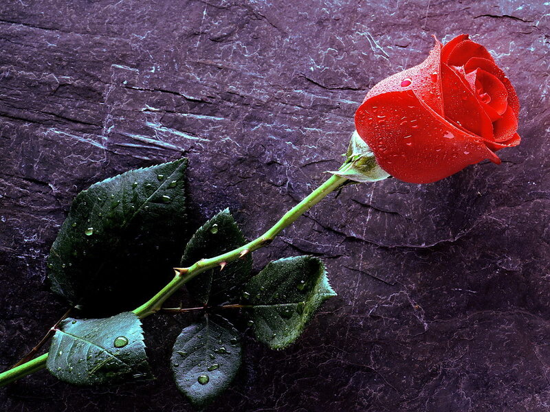 Red Rose with Dew — Dramatic, Photograph, Dew Drops, Leaves, Stone, Green, Black