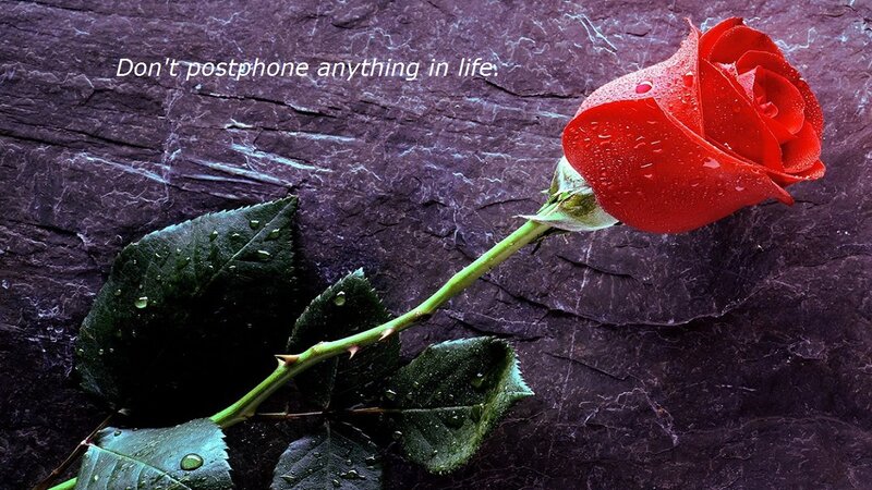 Red Rose with Dew — Dramatic, Photograph, Dew Drops, Leaves, Stone