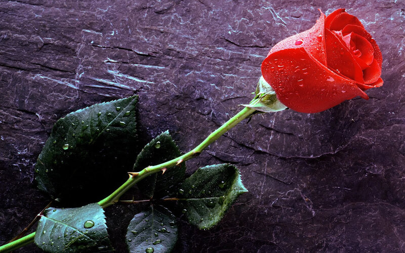 Red Rose with Dew — Dramatic, Photograph, Dew Drops, Leaves