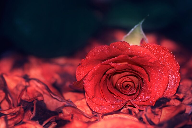 Red Rose with Dew — Dramatic, Photograph, Dew Drops, Petals
