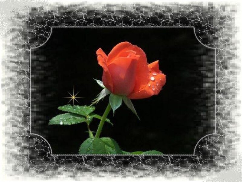 Red Rose with Dew — Dramatic, Photograph, Dew Drops, Star Effect