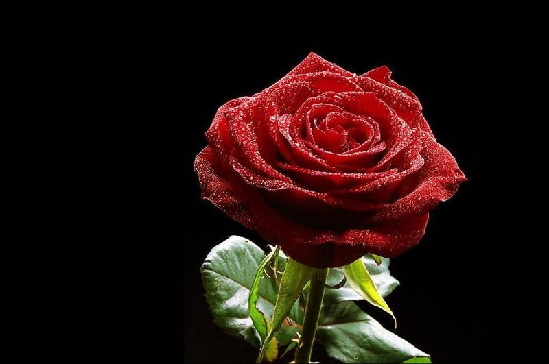 Red Rose with Dew — Dramatic, Photograph, Dew Drops