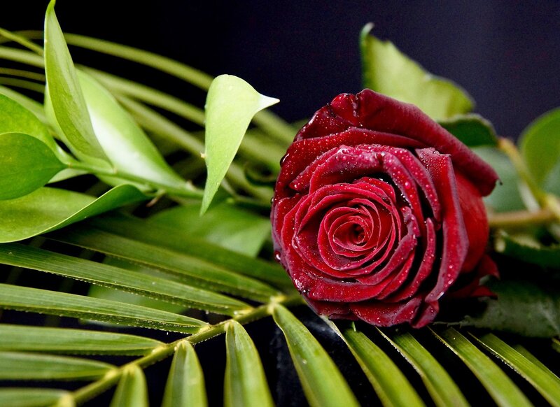 Red Rose with Dew — Dramatic, Photograph, Green Leaves, Dew Drops