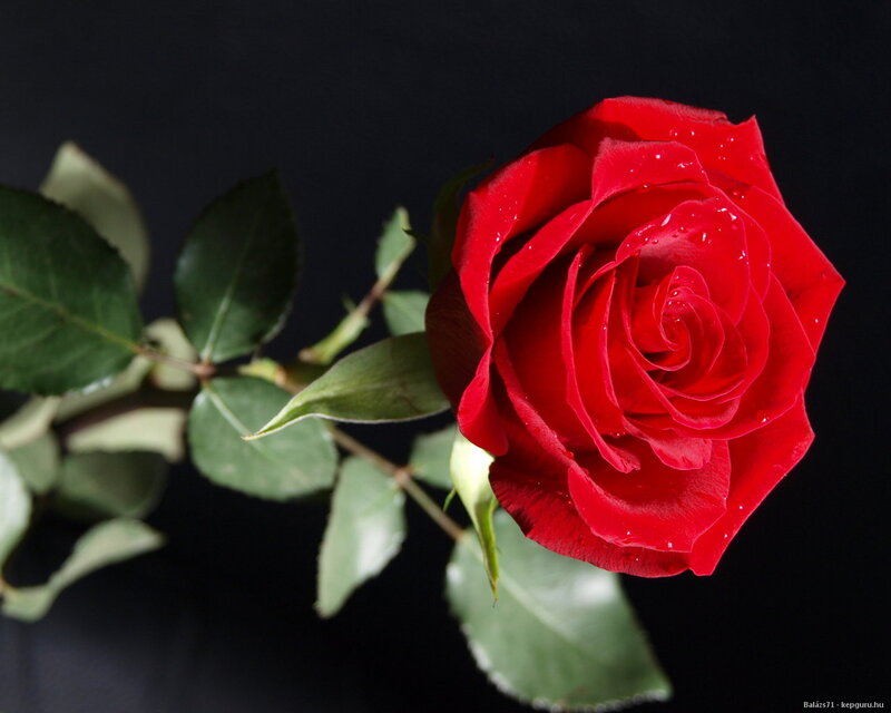Red Rose with Dew — Dramatic, Photograph, Green Leaves, Stem