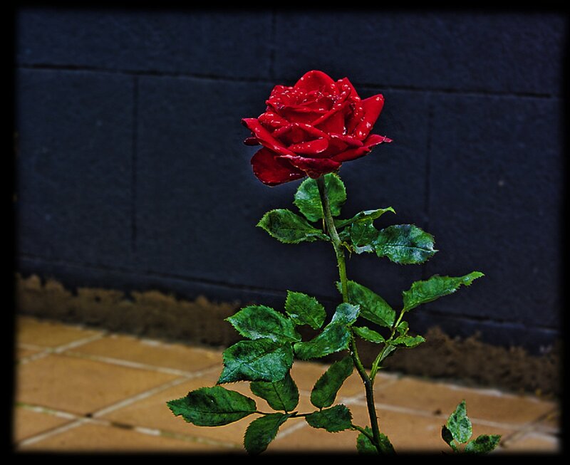 Red Rose with Dew — Dramatic, Photograph, Green Leaves