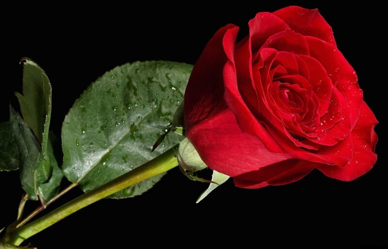 Red Rose with Dew — Dramatic, Photograph, Leaf, Stem, Droplets