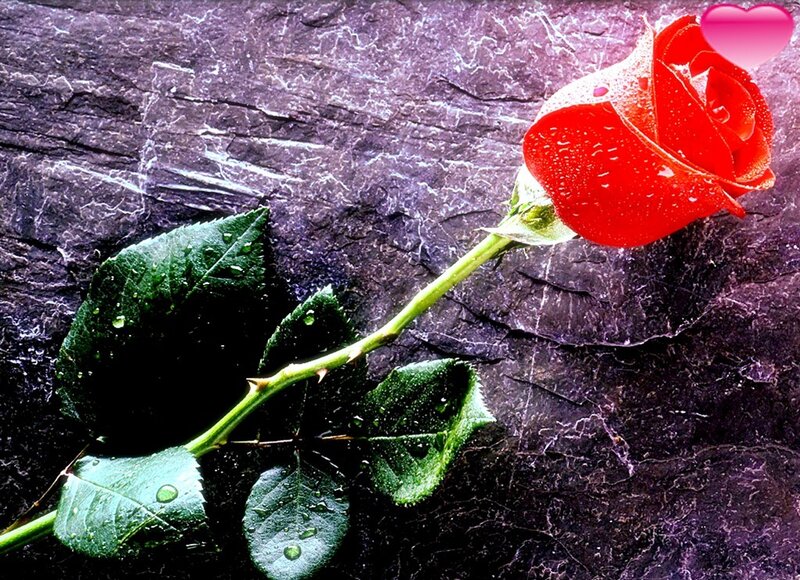 Red Rose with Dew — Dramatic, Photograph, Leaf, Stem, Heart