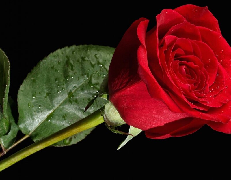 Red Rose with Dew — Dramatic, Photograph, Leaf, Stem