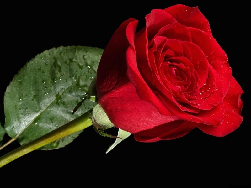 Red Rose with Dew — Dramatic, Photograph, Leaf, Stem, Water Droplets