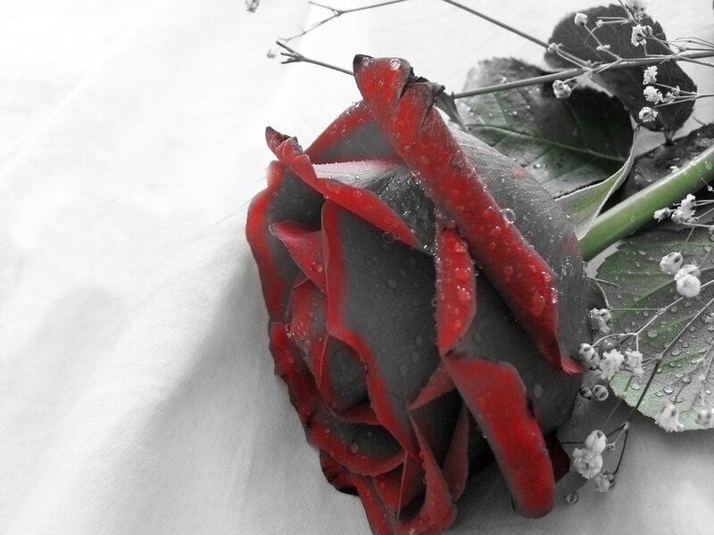 Red Rose with Dew — Dramatic, Photograph, Leaves, Baby's Breath