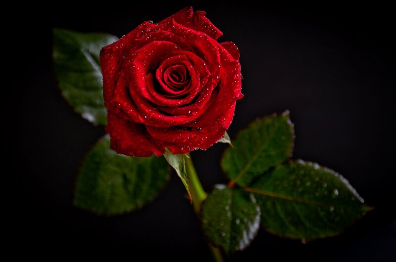 Red Rose with Dew — Dramatic, Photograph, Leaves, Stem