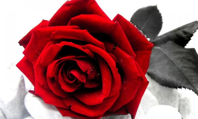 Red Rose with Dew — Dramatic, Photograph, Leaves, Stones