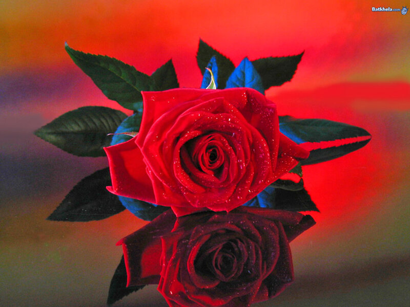 Red Rose with Dew — Dramatic, Photograph, Leaves