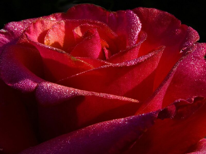Red Rose with Dew — Dramatic, Photograph, Petals