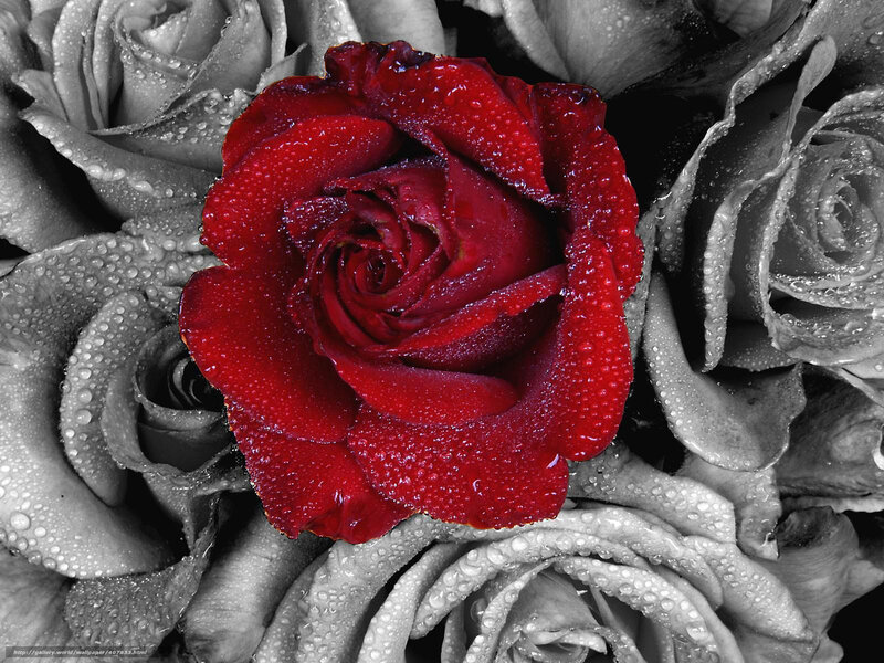 Red Rose with Dew — Dramatic, Photograph, Roses, Dew Drops