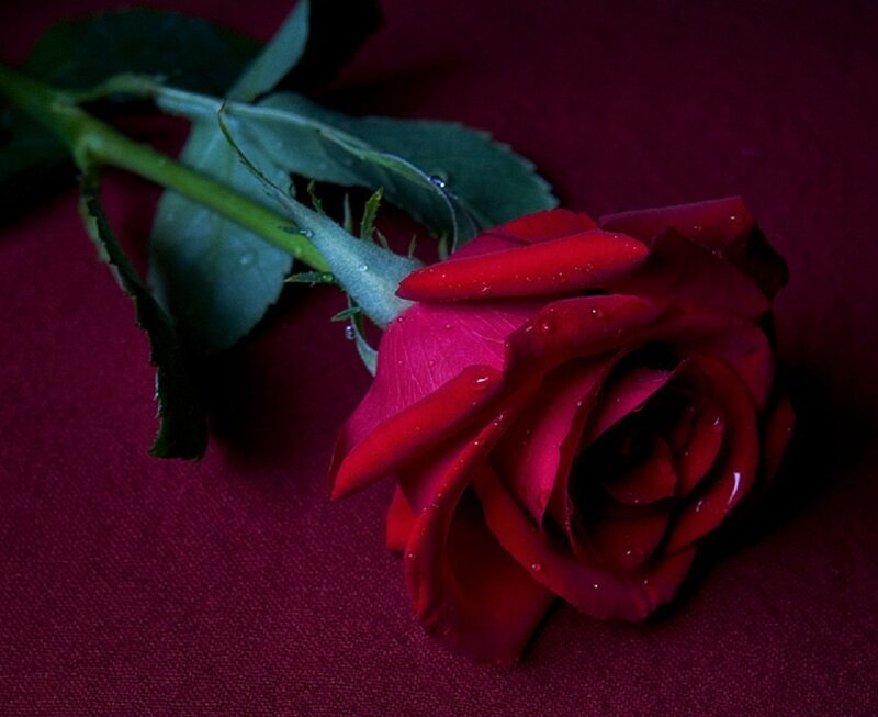 Red Rose with Dew — Dramatic, Photograph, Stem