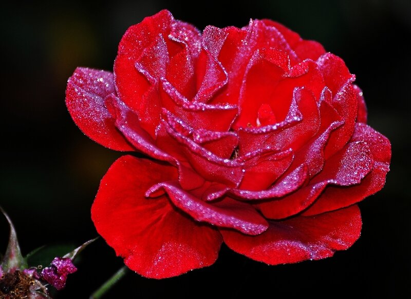 Red Rose with Dew — Dramatic, Photograph