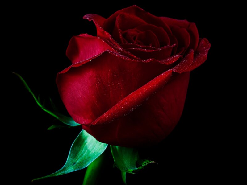 Red Rose with Dew — Dramatic