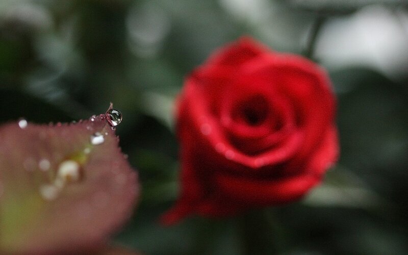 Red rose with dew drop