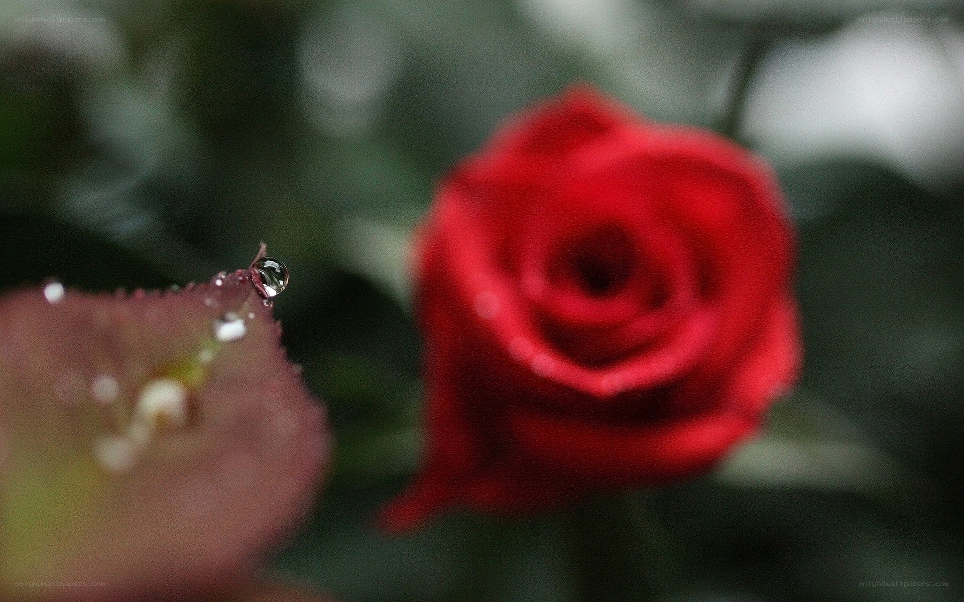 Red rose with dew drop