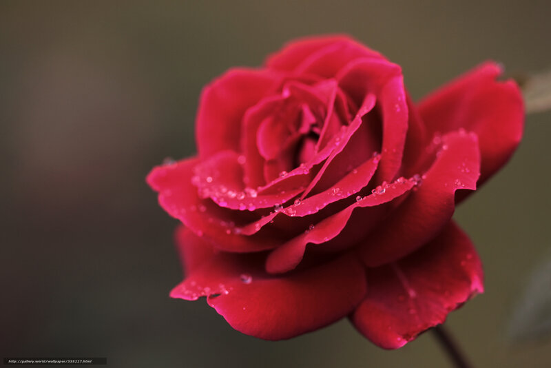 Red rose with dew drops