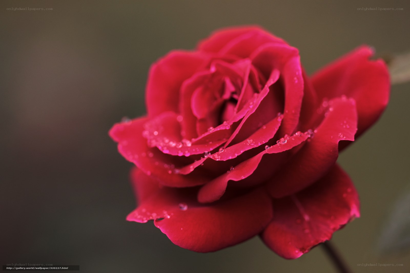 Red rose with dew drops