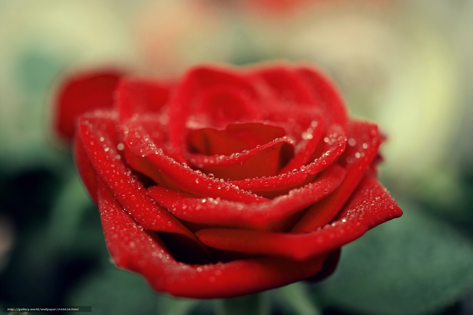 Red rose with dew drops
