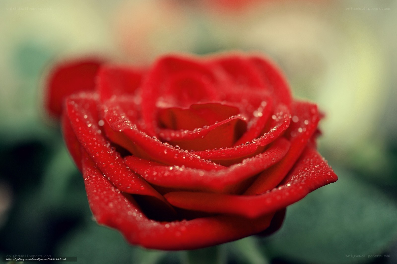 Red rose with dew drops