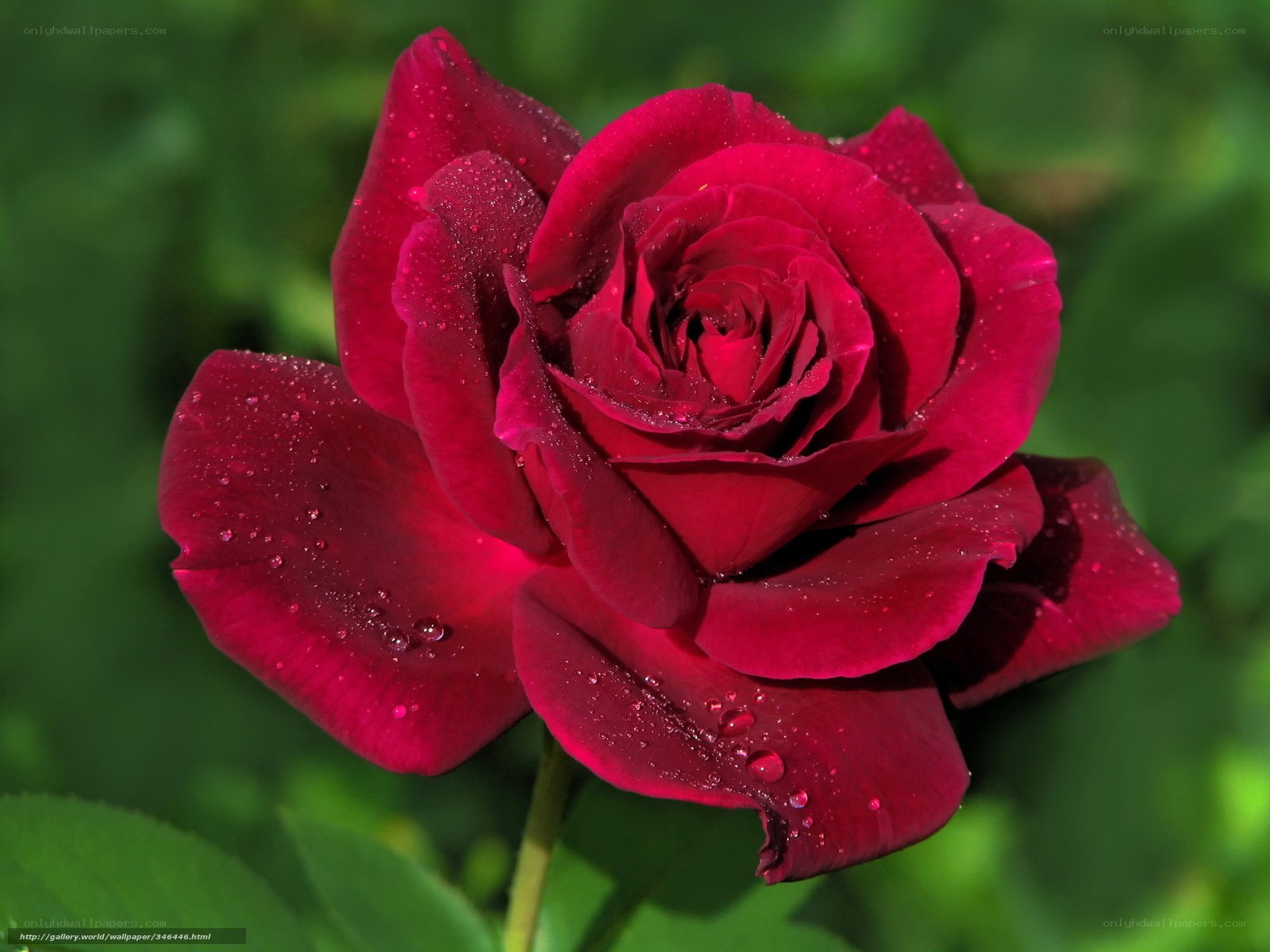 Red rose with dew drops