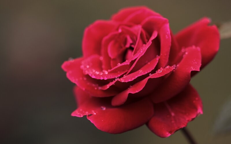 Red rose with dew drops