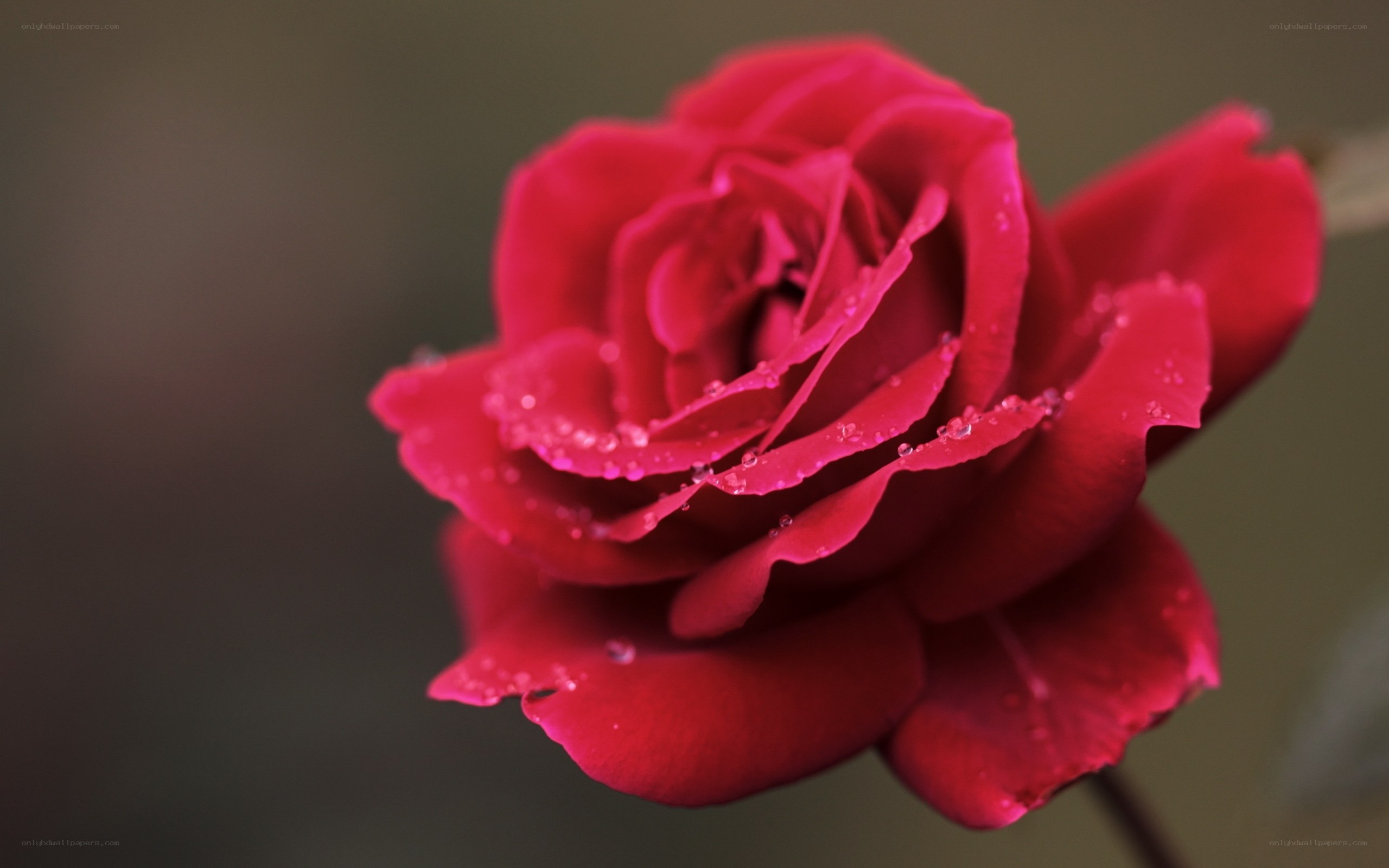 Red rose with dew drops