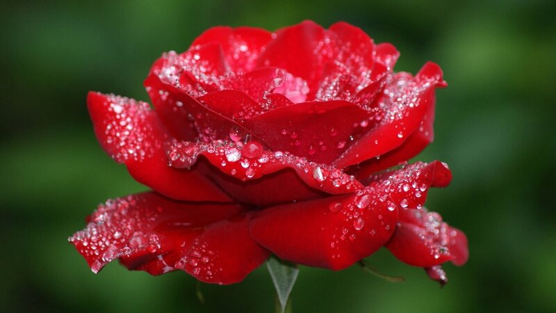 Red rose with dew drops