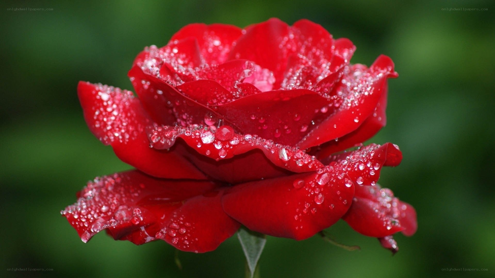Red rose with dew drops