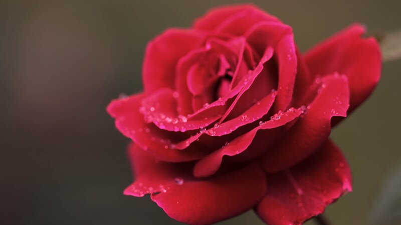 Red rose with dew drops
