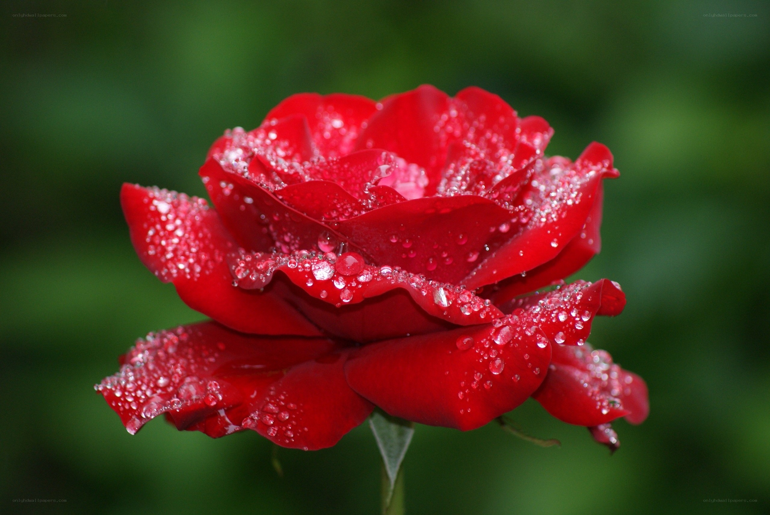 Red rose with dew drops