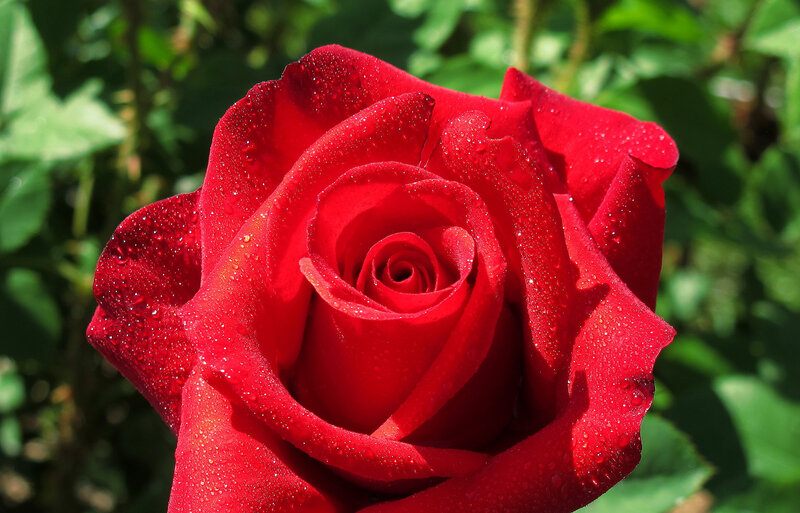 Red rose with dew drops