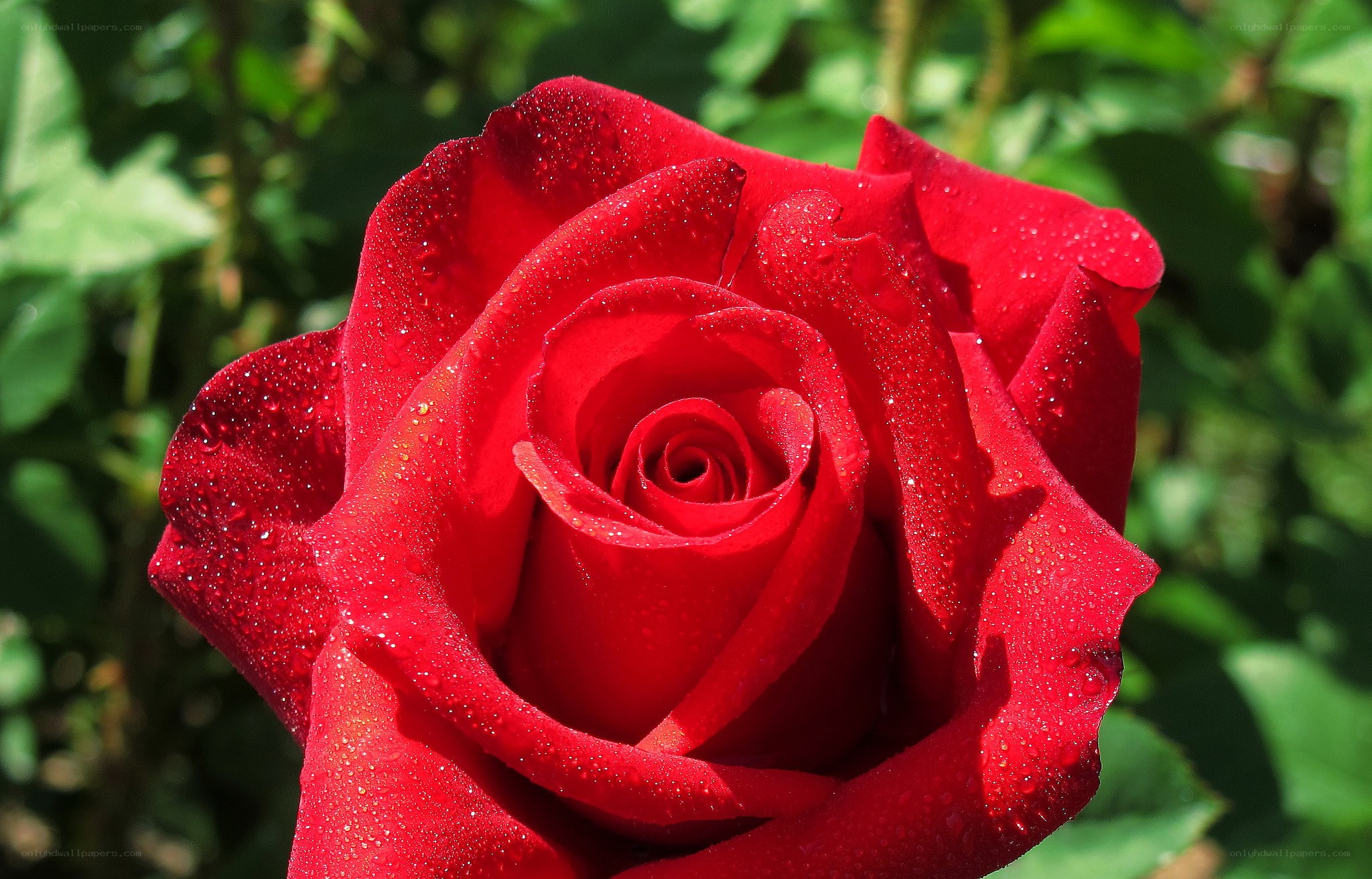Red rose with dew drops