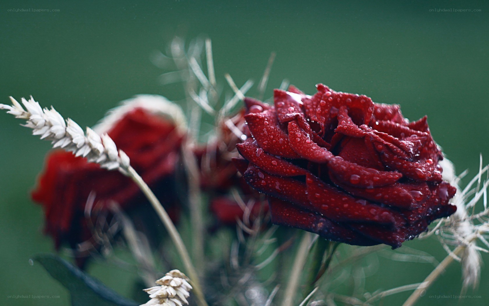 Red rose with dew drops