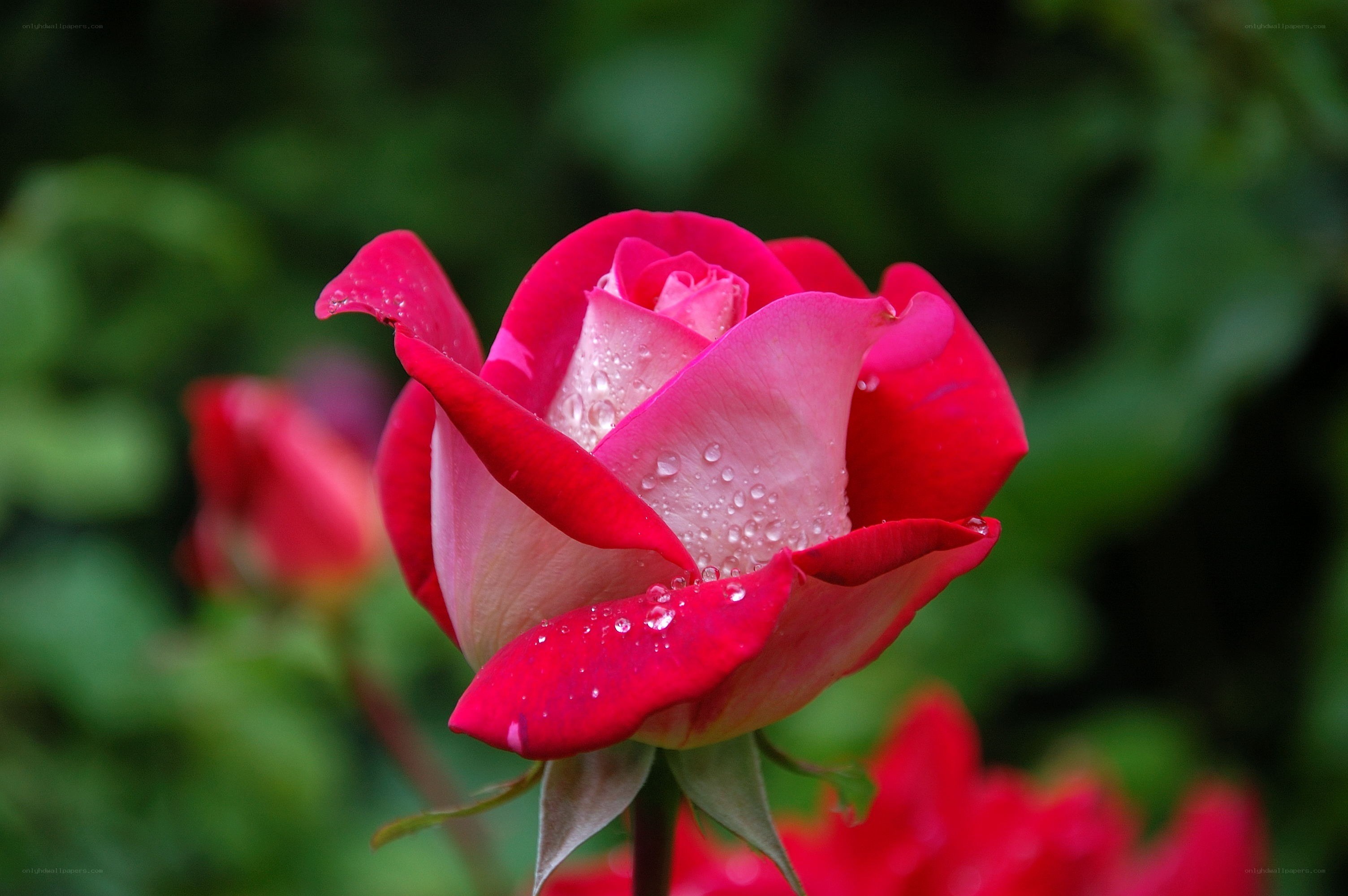 Red rose with dew drops