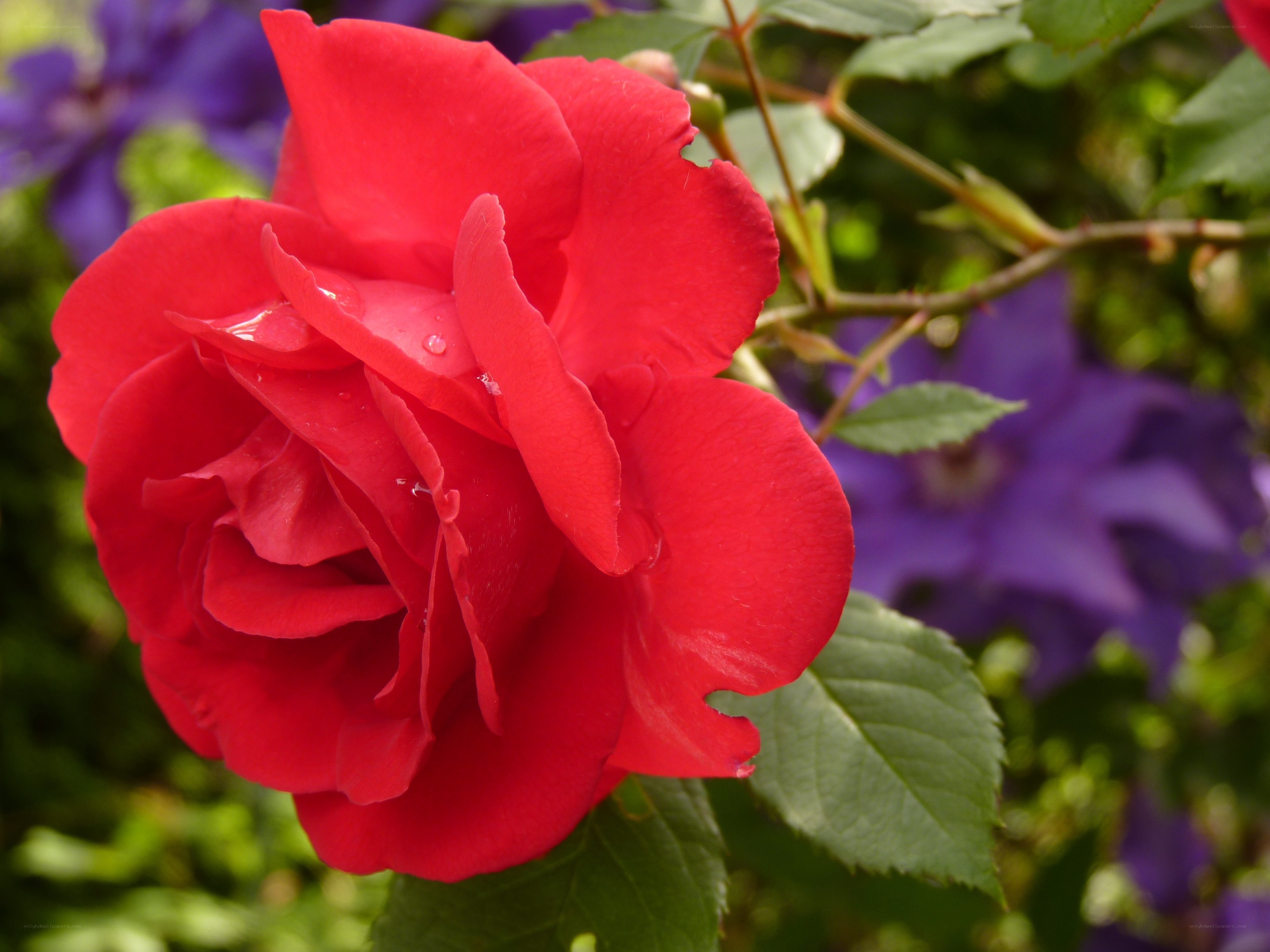 Red rose with dew drops