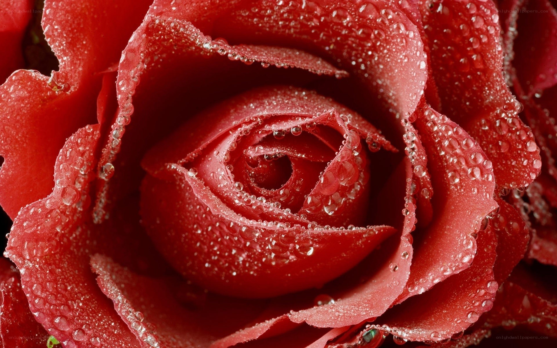 Red rose with dew drops
