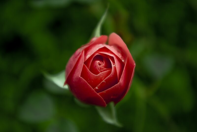 Red rose with dew drops
