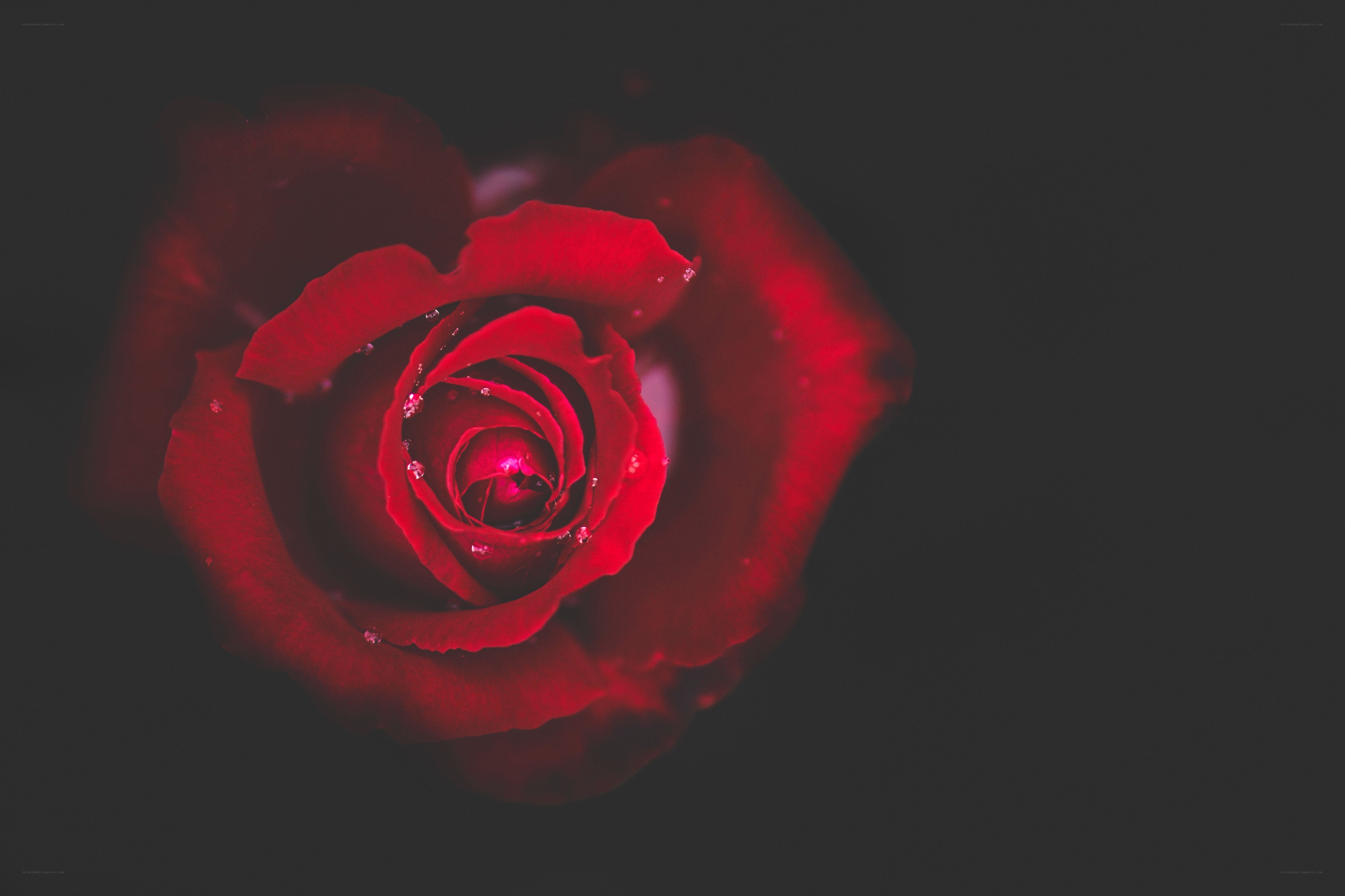 Red rose with dew drops