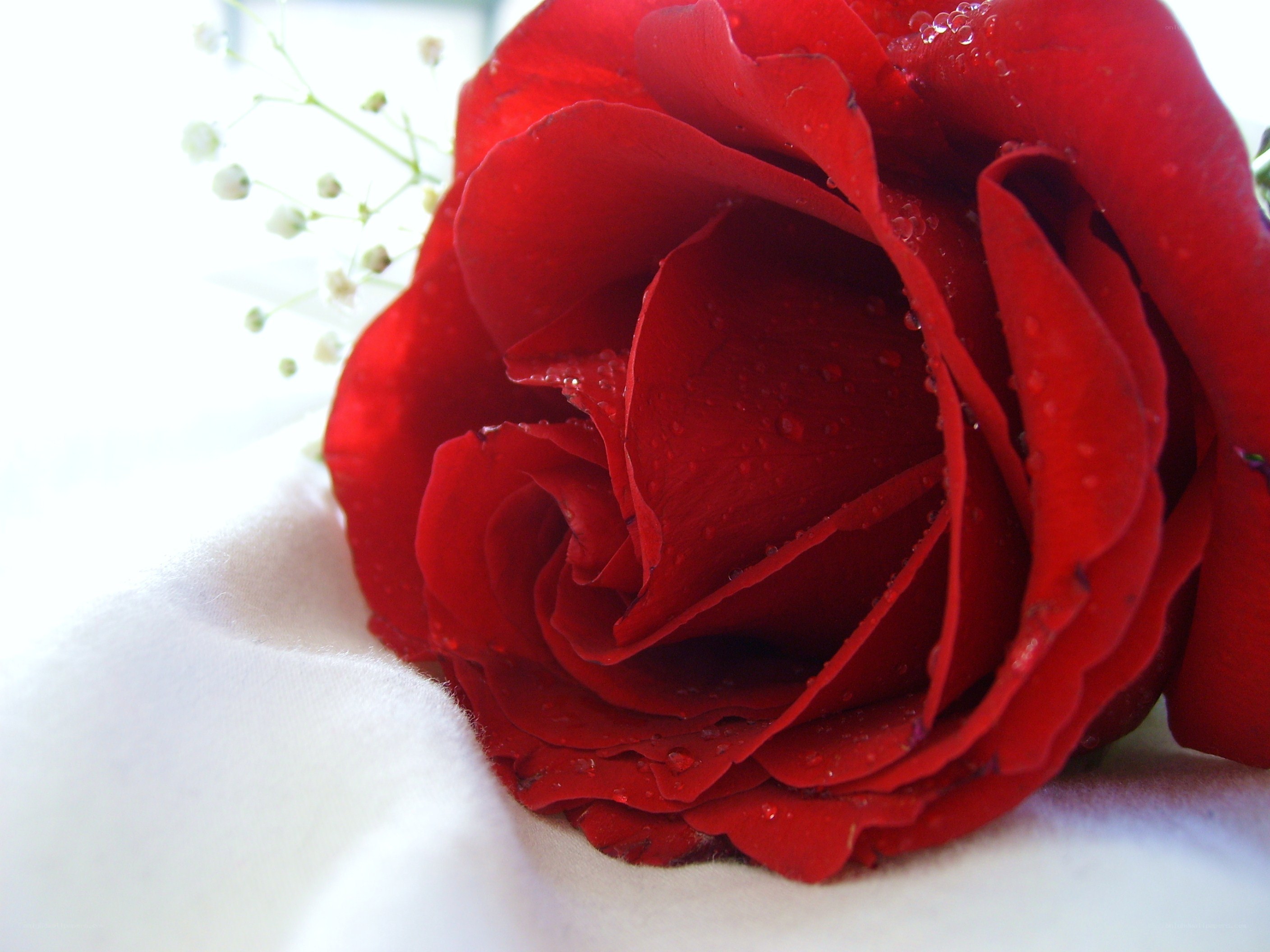 Red rose with dew drops