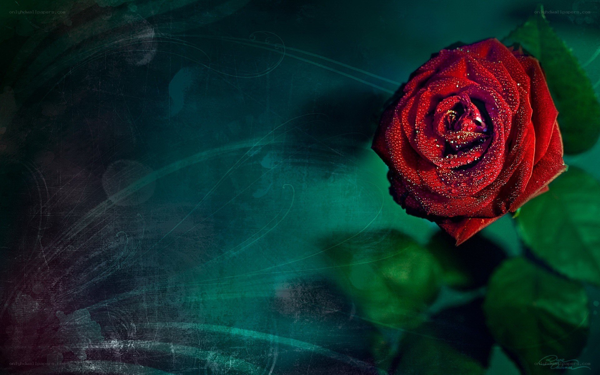 Red rose with dew drops