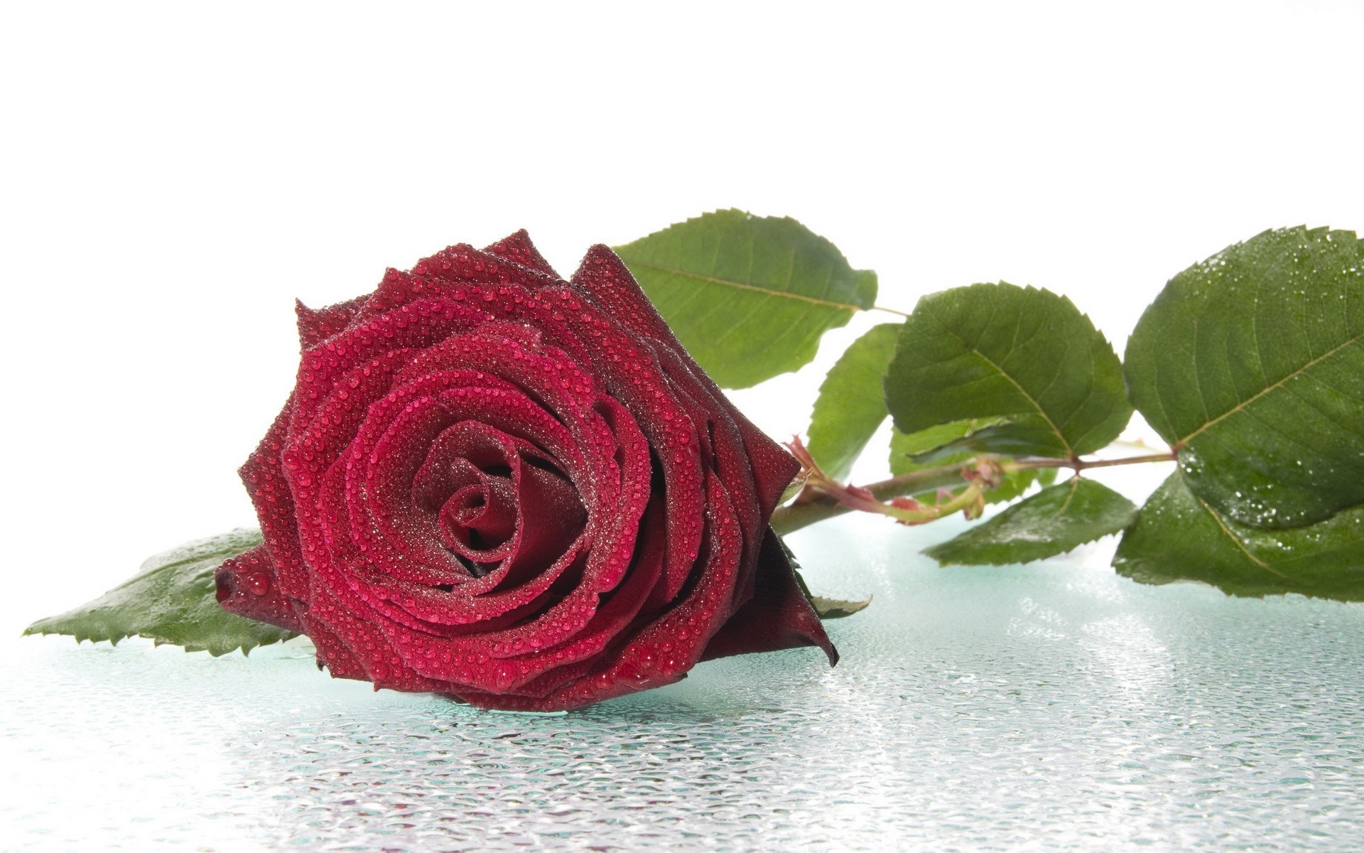 Red rose with dew drops
