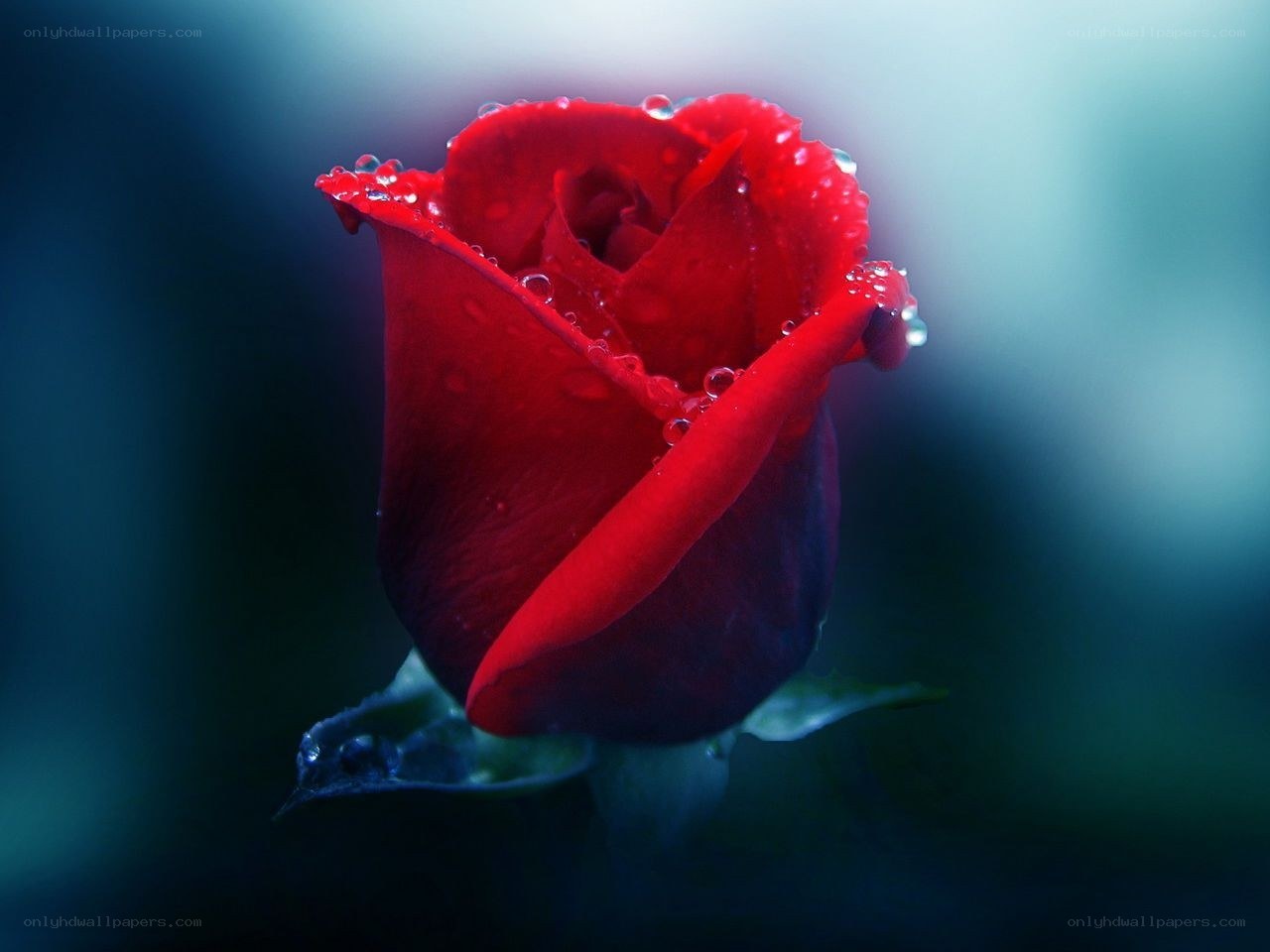 Red rose with dew drops
