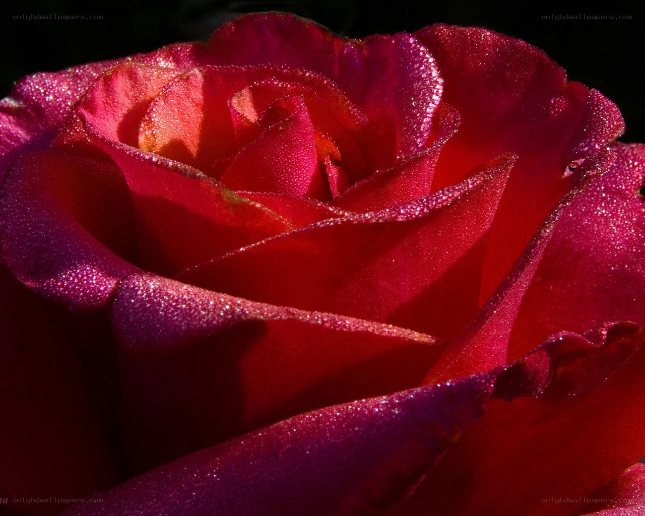 Red rose with dew drops